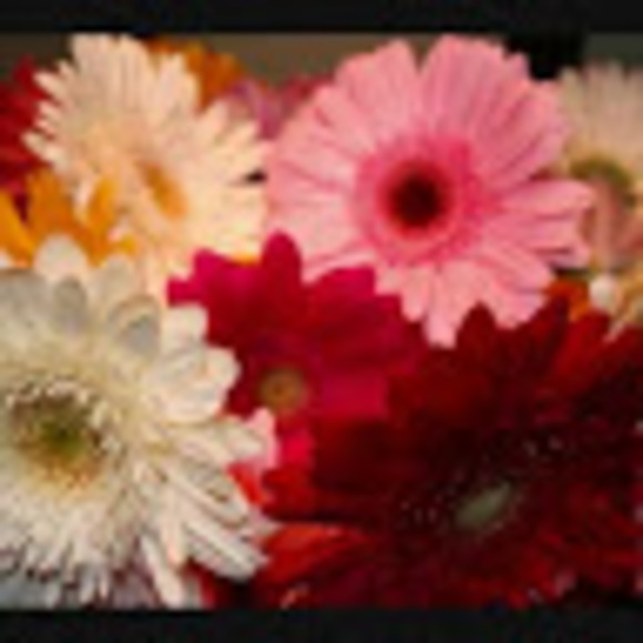 Meet your Posher, Laura - Picture 1 of 1